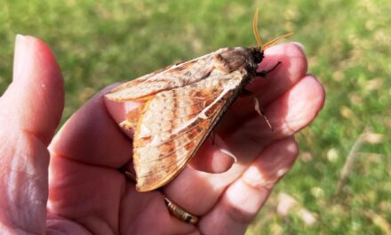 Nature Diary – Rain Relief for Local Rain Moths