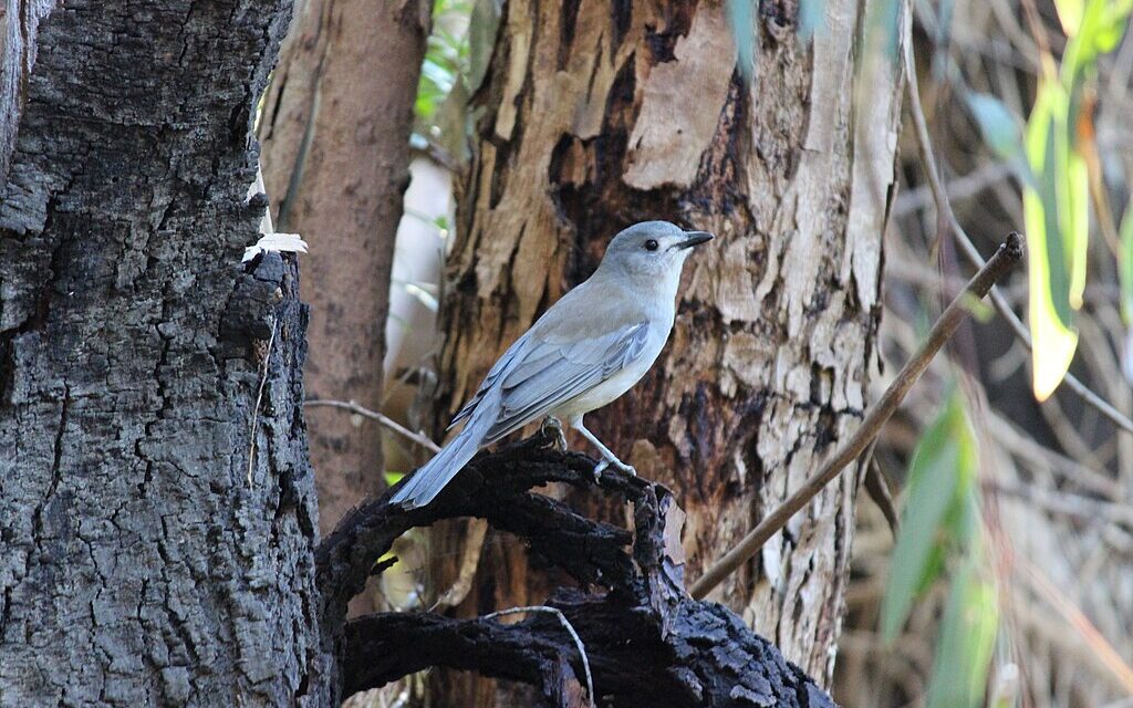 Nature Diary: the Grey Shrike-Thrush