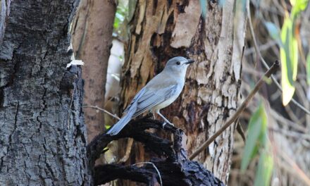 Nature Diary: the Grey Shrike-Thrush