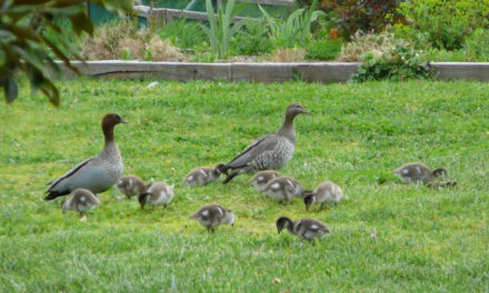 A Surprise for Wood Ducks