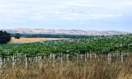 Exploring Gamay