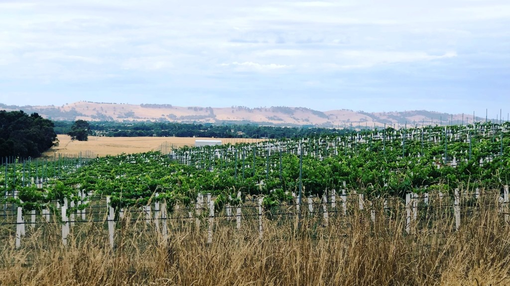 Exploring Gamay