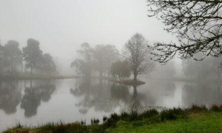 Photo of the Week – Winter at Trentham Lake