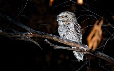 Night Music in Early Spring
