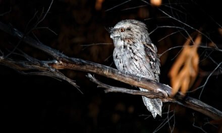 Night Music in Early Spring