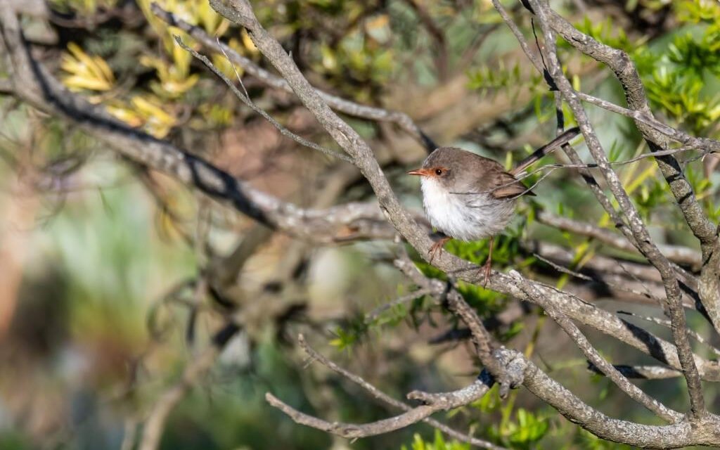 How Small Birds Survive Storms – And How You Can Help Them