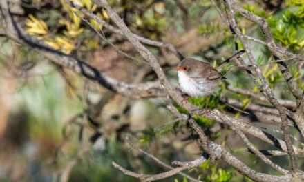 How Small Birds Survive Storms – And How You Can Help Them