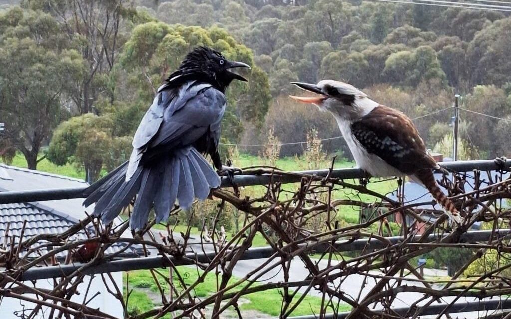 Photo of the Week: Bird Breeding Season