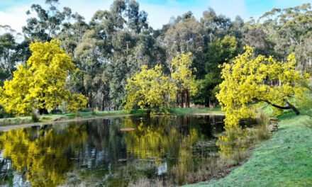 Happy Wattle Day! Photo of the Week