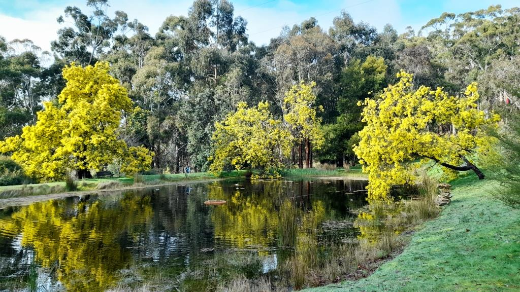 Happy Wattle Day! Photo of the Week