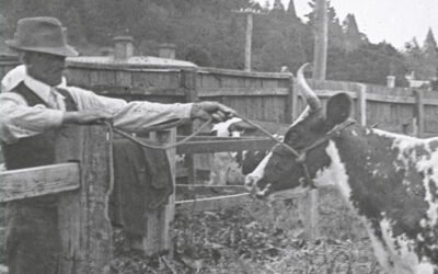 History of the Agricultural Show at the Daylesford Museum