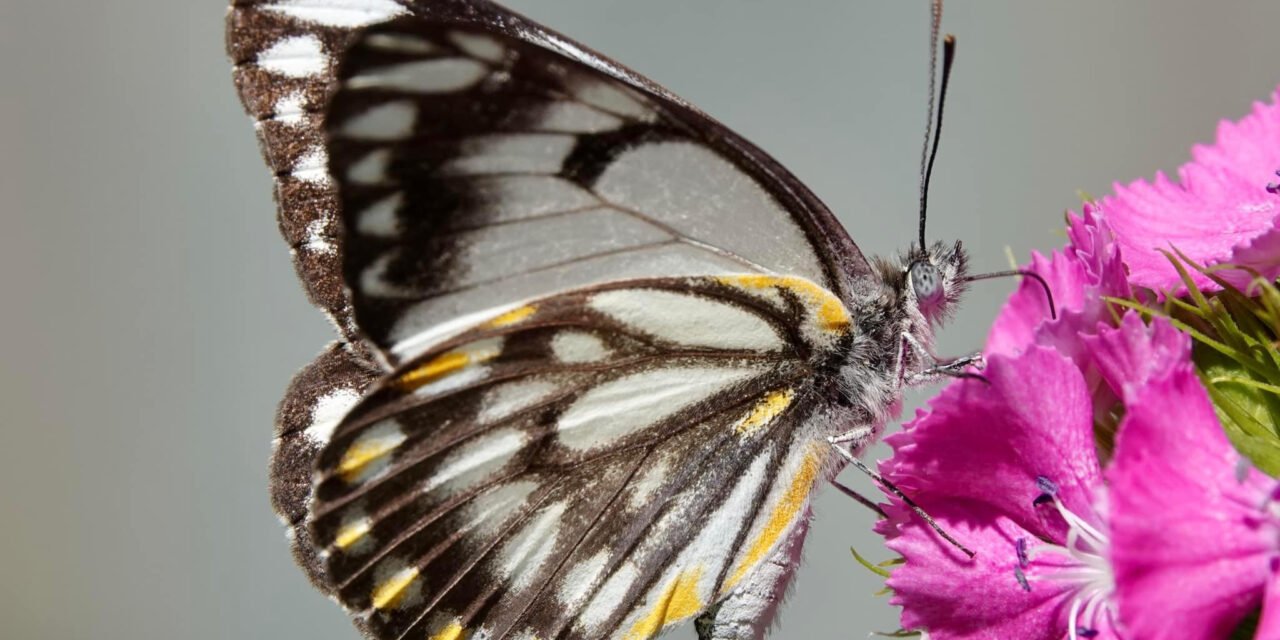 Nature Diary: An Explosion of Caper White Butterflies