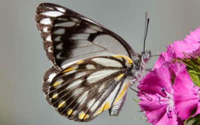 Nature Diary: An Explosion of Caper White Butterflies