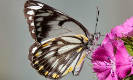 Nature Diary: An Explosion of Caper White Butterflies