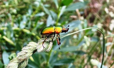 Nature Diary – Golden Stag Beetles