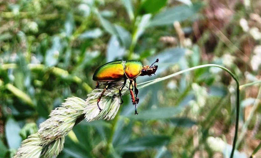 Nature Diary – Golden Stag Beetles