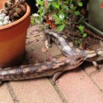 Nature Diary: Our Loveable Lizard Friends – the Blue-Tongues!