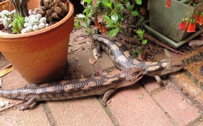 Nature Diary: Our Loveable Lizard Friends – the Blue-Tongues!