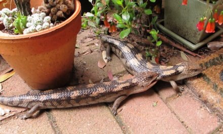 Nature Diary: Our Loveable Lizard Friends – the Blue-Tongues!