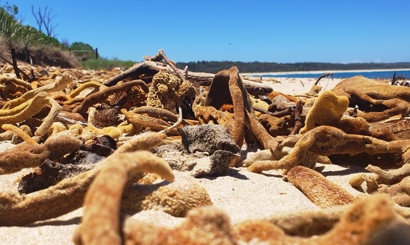 Where Sponges Go To Die