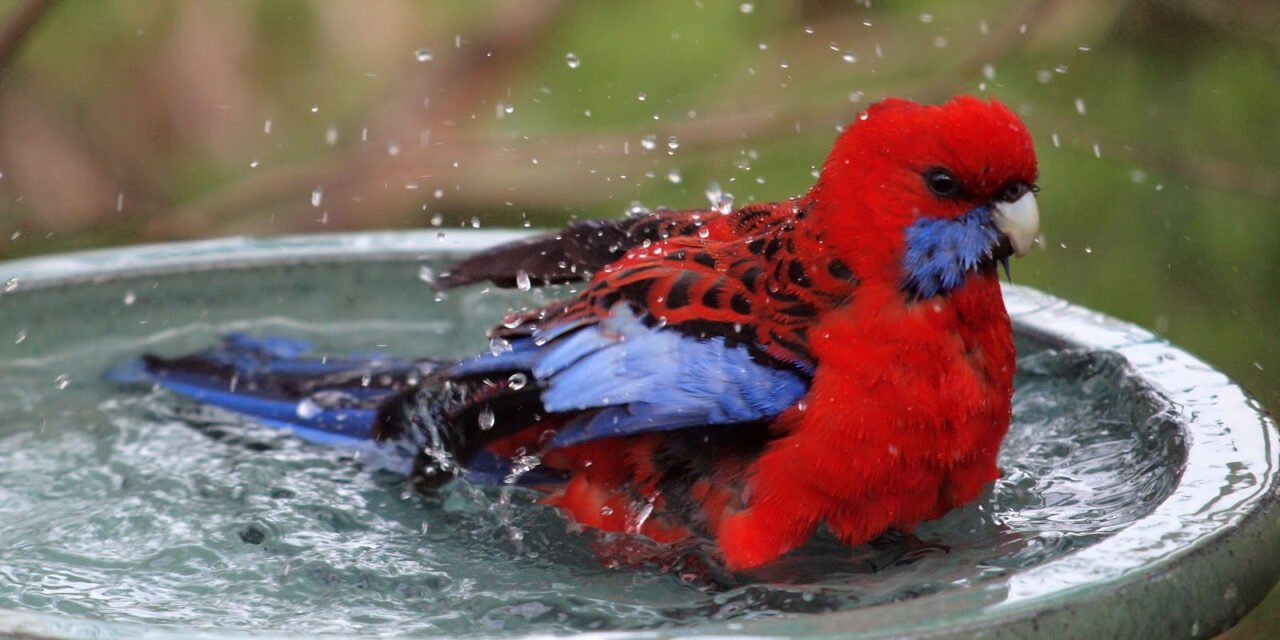 In praise of bird baths!