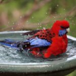 In Praise of Bird Baths!