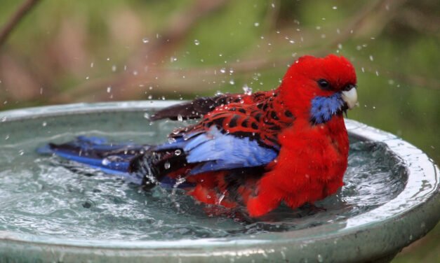 In praise of bird baths!