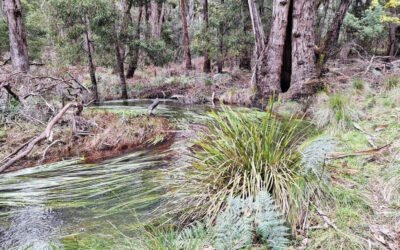 Friends of Kangaroo Creek Secure Funding for Blackberry Control