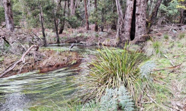 Friends of Kangaroo Creek Secure Funding for Blackberry Control