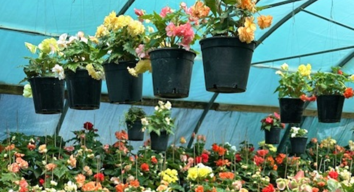 Begonias Can Flourish in Local Gardens