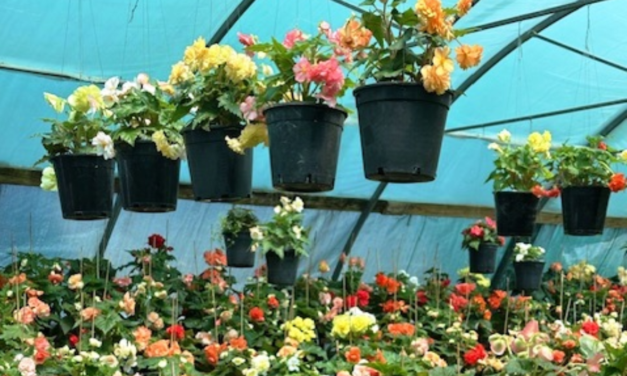 Begonias Can Flourish in Local Gardens