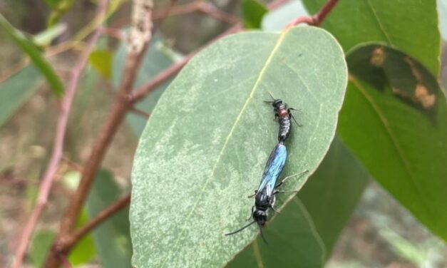 Nature Diary: Wonderful wasps!