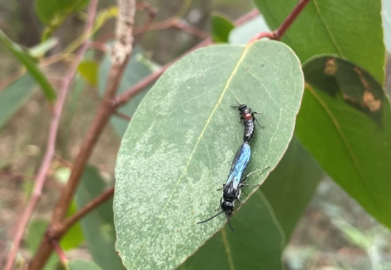 Nature Diary: Wonderful wasps!