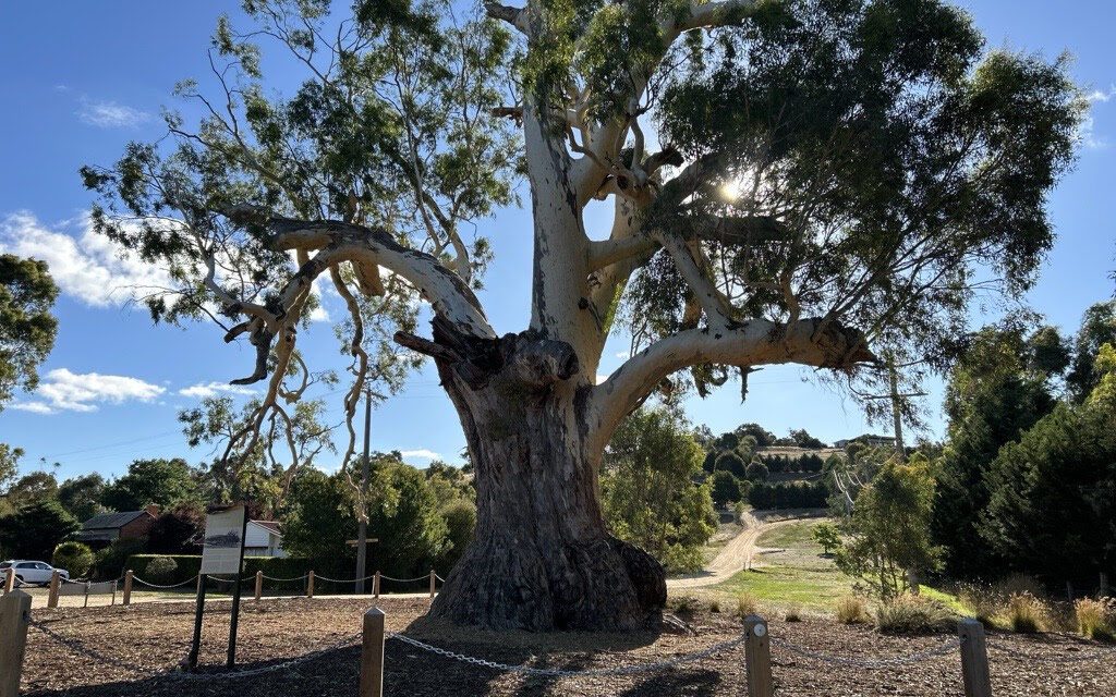 Guildford Big Tree: A Living Landmark and Cultural Treasure