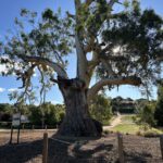 Guildford Big Tree: A Living Landmark and Cultural Treasure