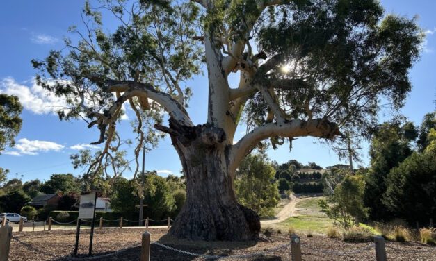 Guildford Big Tree: A Living Landmark and Cultural Treasure