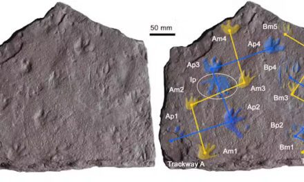 Daylesford Paleontologist John Long Helps Rewrite Evolutionary History