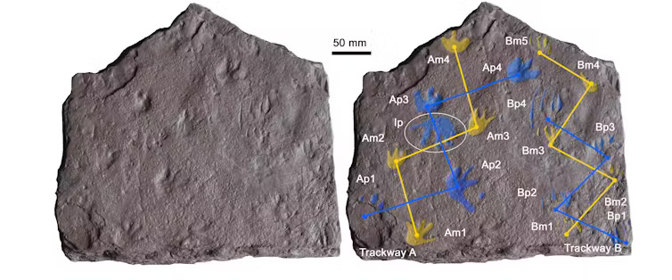 Daylesford Paleontologist John Long Helps Rewrite Evolutionary History