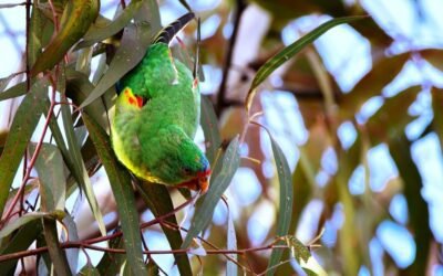 Critically Endangered!