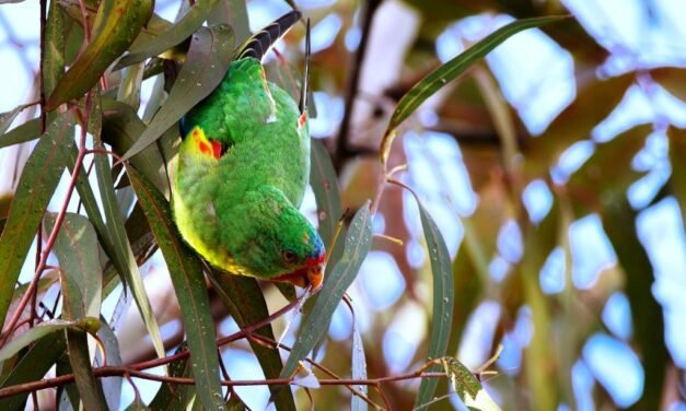 Critically Endangered!