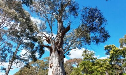 Photo of the Week: Ancient Gums – Sentinels of Our Landscape