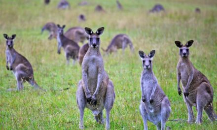 Look Out! Kangaroo!