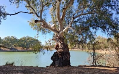 Bureau Expects Good Rains to Continue in Spring