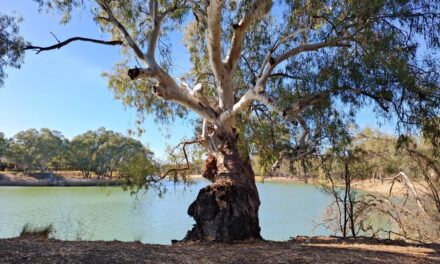 Bureau Expects Good Rains to Continue in Spring