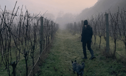 Trick or Treat Wines