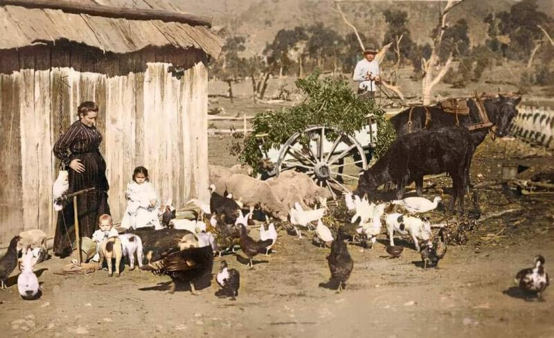 The History Files:  A Tale of Some Chickens