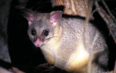 Possums and Drought: A Case for Acceptance?