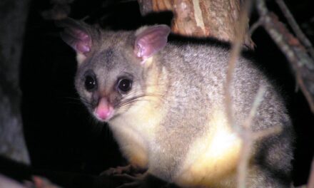 Possums and Drought: A Case for Acceptance?