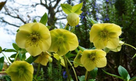 Photo of the Week: Spring Bursts into Bloom in Daylesford