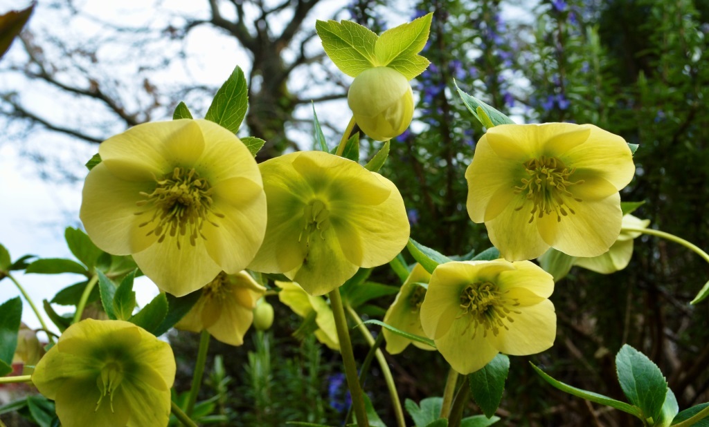 Photo of the Week: Spring Bursts into Bloom in Daylesford